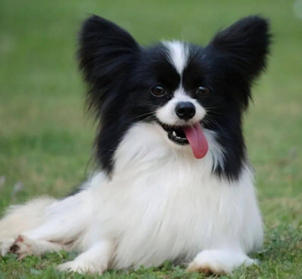 狗狗外用的消炎药：守护宠物健康的秘密武器